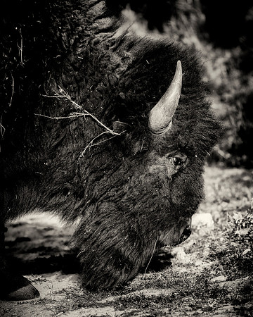 Bertazzoni, Bison, Buffalo, Calf, Nikon, USA, WWF, Yellowstone, animals, forest, horns, hunting, landscape, meat, nature, park, redskins, skin, skin, tatanka, wildlife
