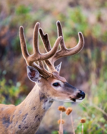 Bertazzoni, "Bighorn Sheep", "Grand Teton", Nikon, "North America", USA, Wyoming, Yellowstone, colors, horns, hunting, mountains, nature, pronghorn, sheep, "whitetail deer"