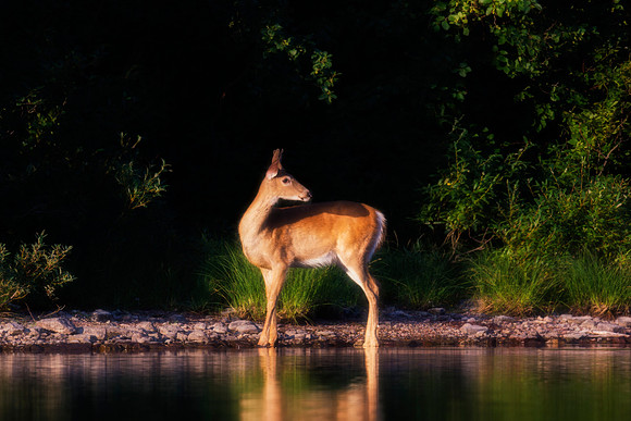 White Tailed Deer