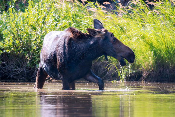 Cow Moose