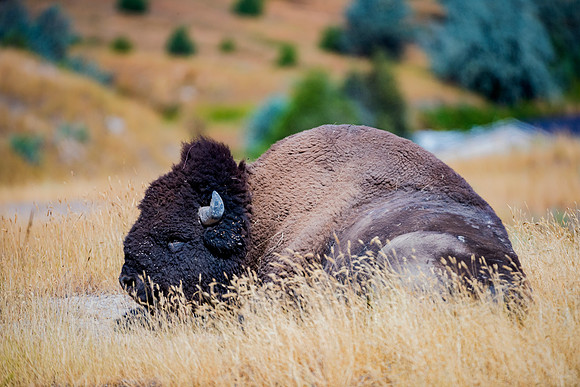Bertazzoni, Bison, Buffalo, Calf, Nikon, USA, WWF, Yellowstone, animals, forest, horns, hunting, landscape, meat, nature, park, redskins, skin, skin, tatanka, wildlife