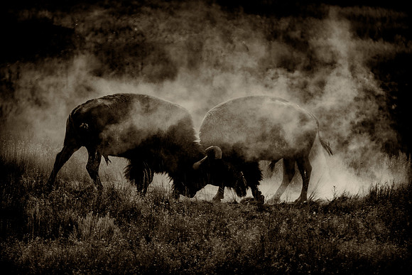 Bertazzoni, Bison, Buffalo, Calf, Nikon, USA, WWF, Yellowstone, animals, forest, horns, hunting, landscape, meat, nature, park, redskins, skin, skin, tatanka, wildlife