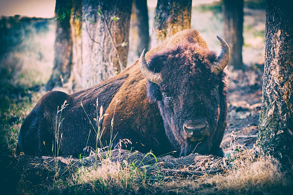 Bertazzoni, Bison, Buffalo, Calf, Nikon, USA, WWF, Yellowstone, animals, forest, horns, hunting, landscape, meat, nature, park, redskins, skin, skin, tatanka, wildlife
