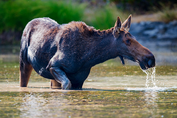 Cow Moose