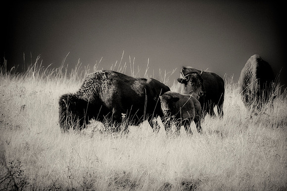 Bertazzoni, Bison, Buffalo, Calf, Nikon, USA, WWF, Yellowstone, animals, forest, horns, hunting, landscape, meat, nature, park, redskins, skin, skin, tatanka, wildlife