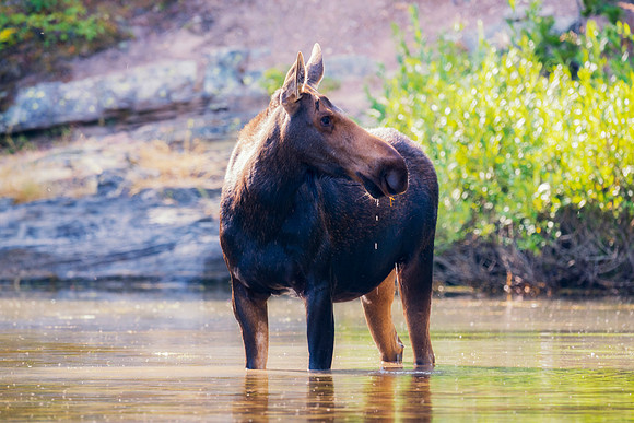 Cow Moose