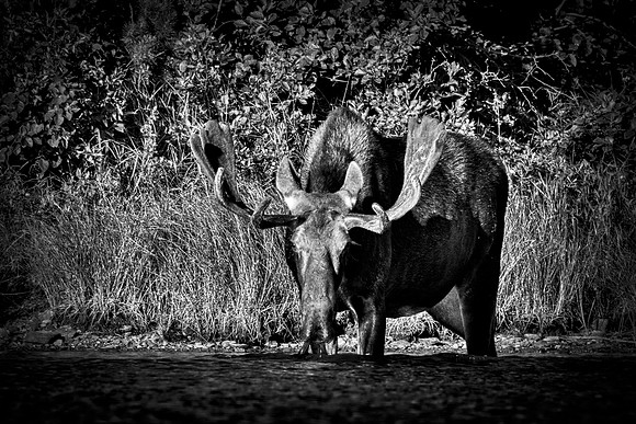 Bull Moose