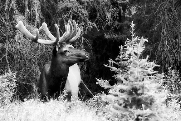 Elk