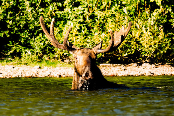 Bull Moose