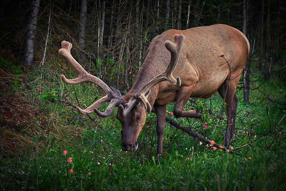 Elk