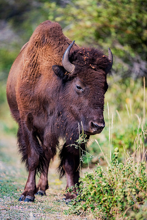 Bertazzoni, Bison, Buffalo, Calf, Nikon, USA, WWF, Yellowstone, animals, forest, horns, hunting, landscape, meat, nature, park, redskins, skin, skin, tatanka, wildlife