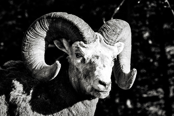 Bighorn Sheep