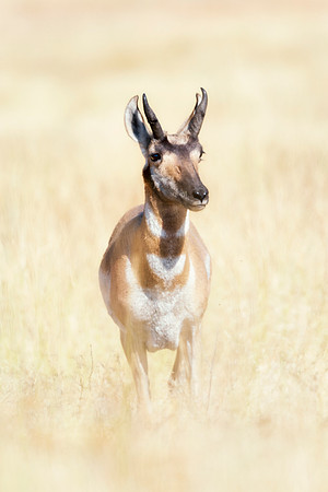 Bertazzoni, "Bighorn Sheep", "Grand Teton", Nikon, "North America", USA, Wyoming, Yellowstone, colors, horns, hunting, mountains, nature, pronghorn, sheep