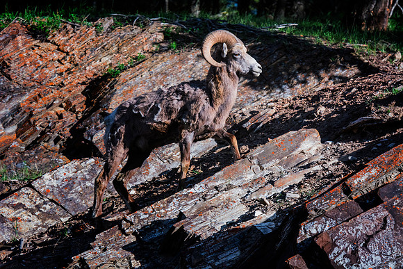 Bighorn Sheep