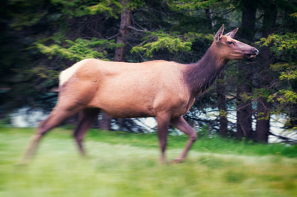 Elk