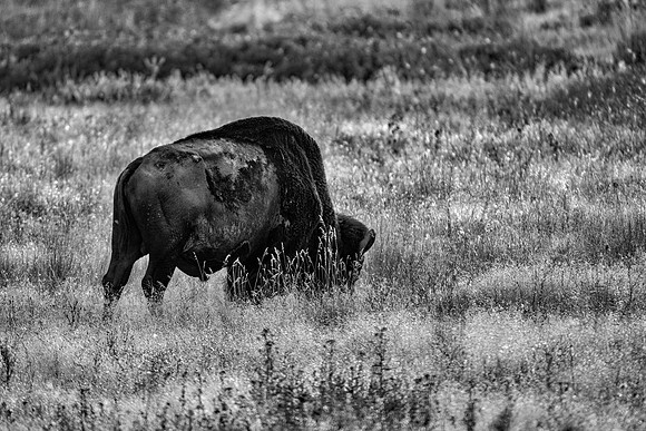 Bertazzoni, Bison, Buffalo, Calf, Nikon, USA, WWF, Yellowstone, animals, forest, horns, hunting, landscape, meat, nature, park, redskins, skin, skin, tatanka, wildlife