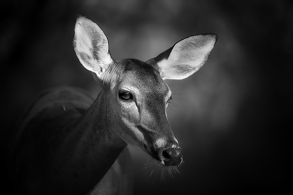 Whitetail Deer