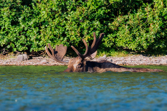Bull Moose