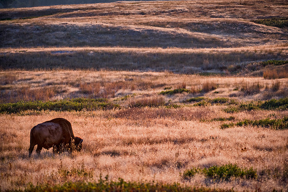 Bertazzoni, Bison, Buffalo, Calf, Nikon, USA, WWF, Yellowstone, animals, forest, horns, hunting, landscape, meat, nature, park, redskins, skin, skin, tatanka, wildlife