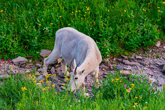 Bertazzoni, "Bighorn Sheep", "Grand Teton", Nikon, "North America", USA, Wyoming, Yellowstone, colors, horns, hunting, mountains, nature, pronghorn, sheep, "whitetail deer", "mountain goat"