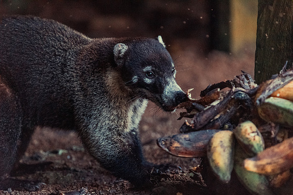 White-Nosed Coatimundi
