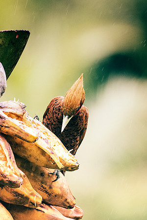 Chested Colored Woodpecker