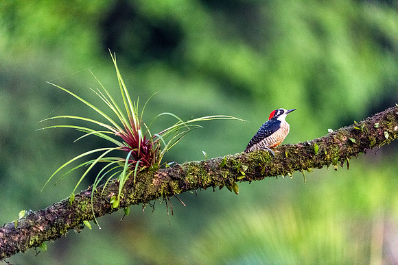 Black Chested Woodpecker