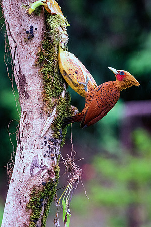 Chested Colored Woodpecker