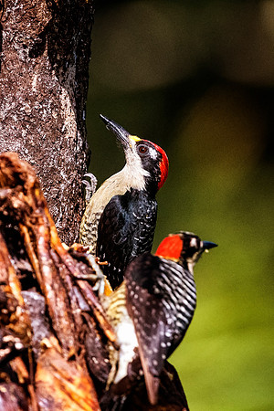 Black Chested Woodpecker