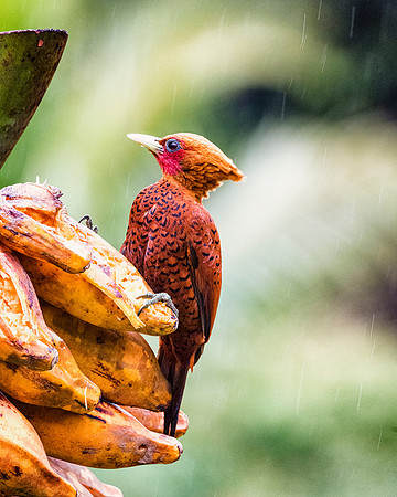 Chested Colored Woodpecker