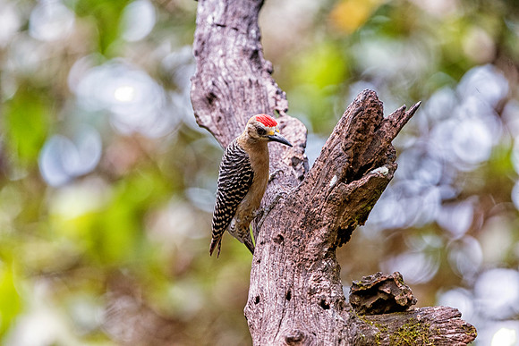 Hoffmann's Woodpecker