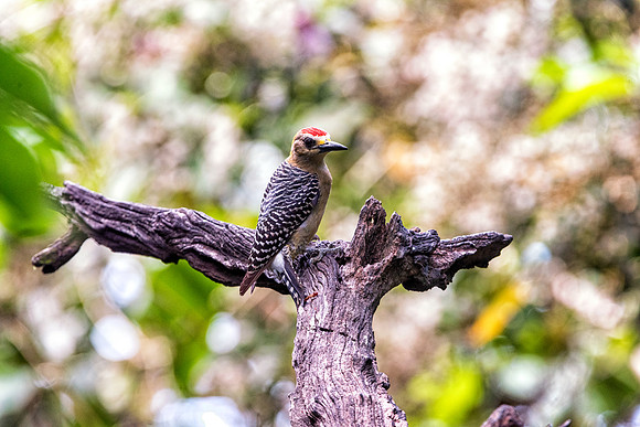 Hoffmann's Woodpecker