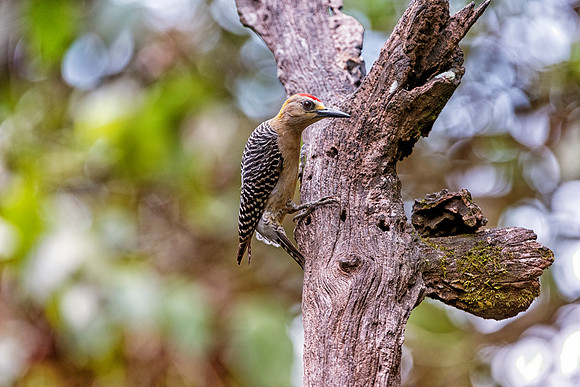 Hoffmann's Woodpecker