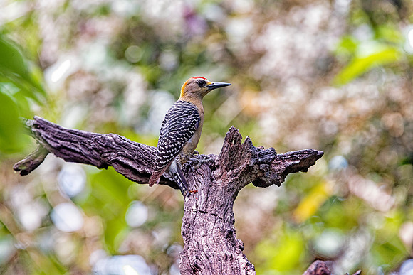 Hoffmann's Woodpecker