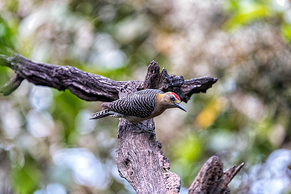 Hoffmann's Woodpecker