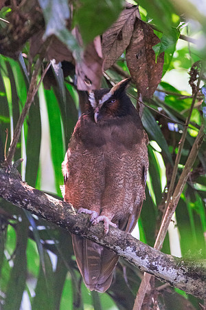 Crested  Owl