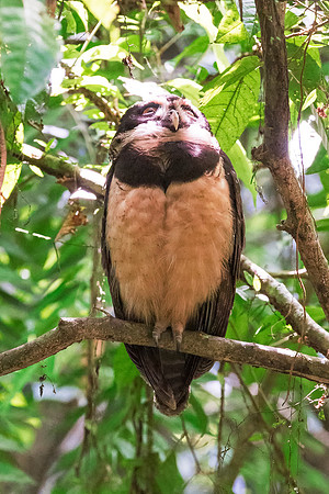 Spectacled Owl