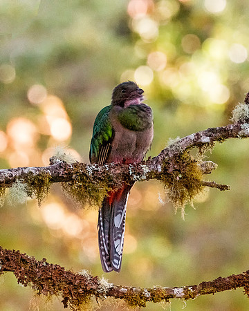 Quetzal