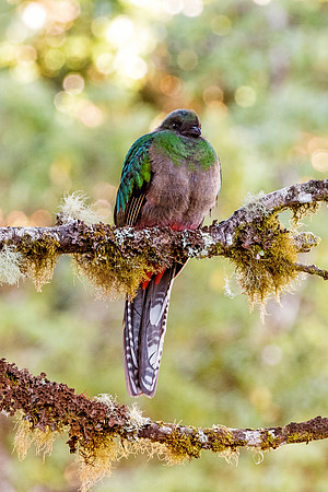 Quetzal