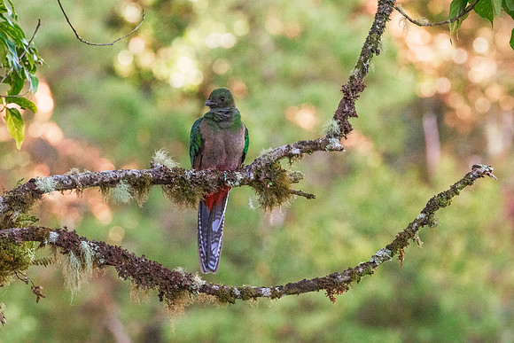 Quetzal