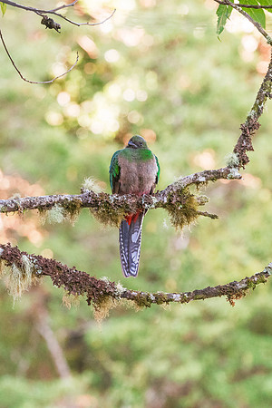 Quetzal