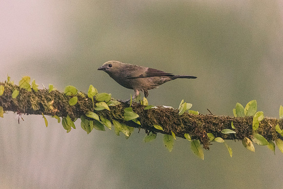 Palm Tanager