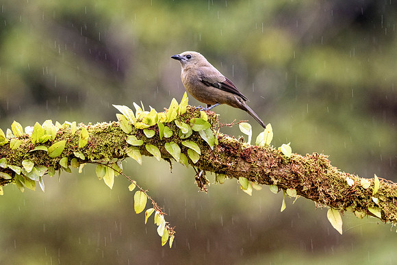Palm Tanager