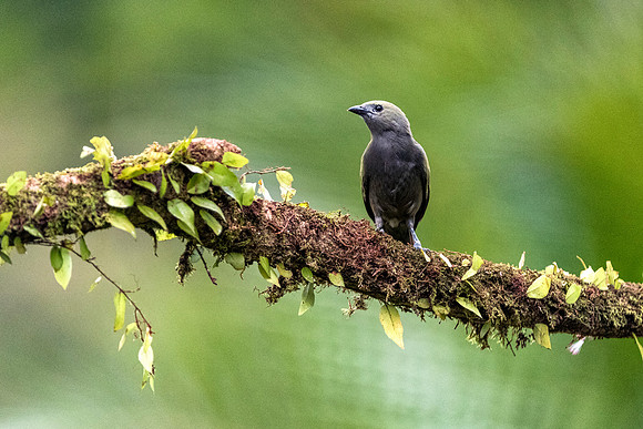 Palm Tanager