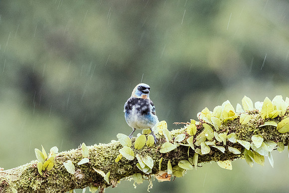 Golden - Hooded Tanager