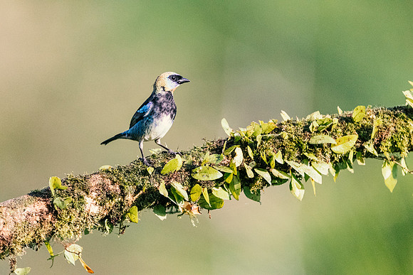 Golden - Hooded Tanager