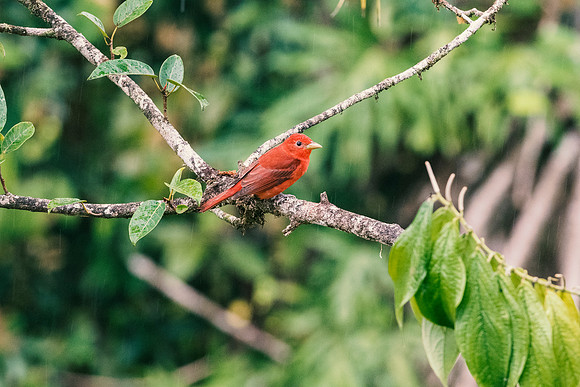 Summer Tanager