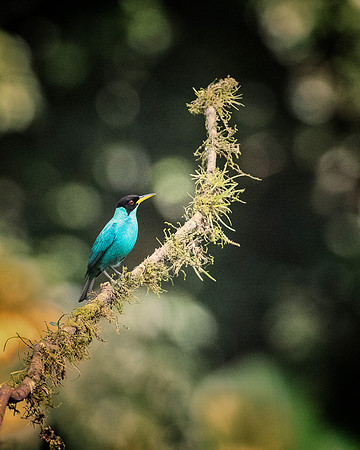 Green Honeycreeper