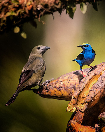 Red Legged Honeycreeper