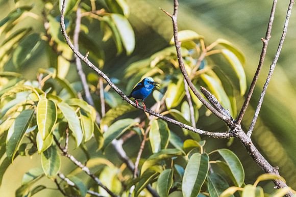 Red Legged Honeycreeper